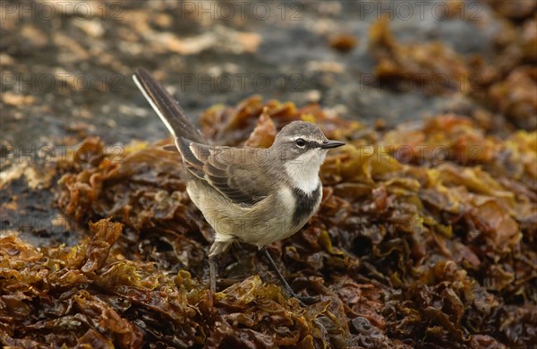 Cape wagtail