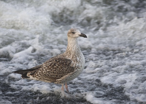 Great Black-backed Gull