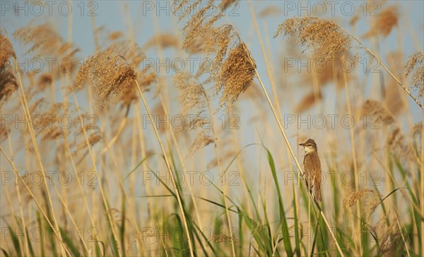 Great reed warbler