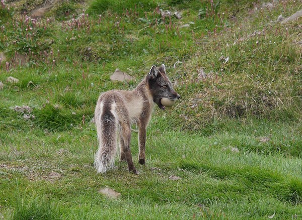 Arctic Fox