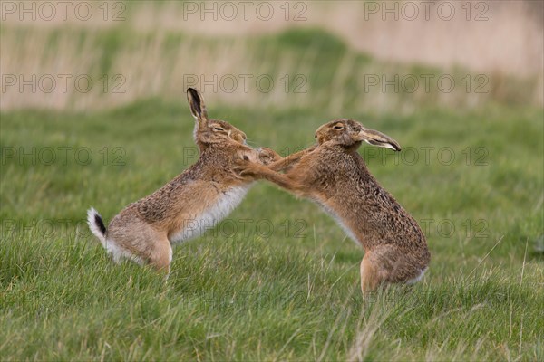 European Hare