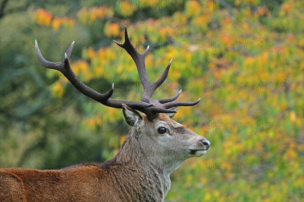 Red Deer