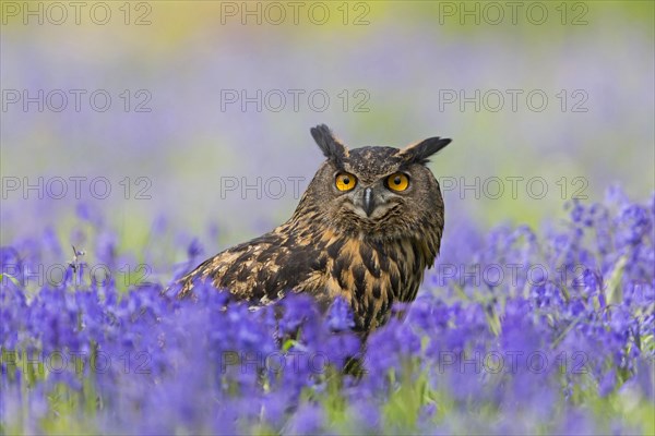 Eurasian eagle-owl