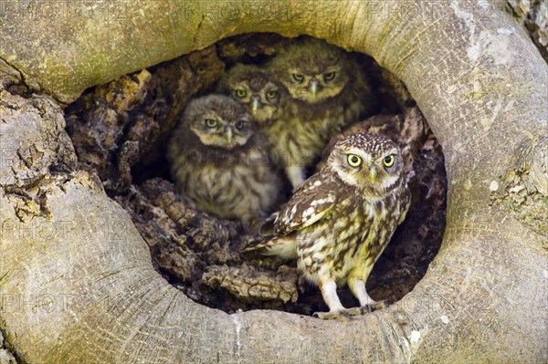 Little owl