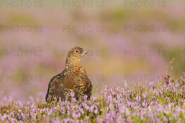 Scottish Grouse