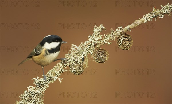 Coal Tit