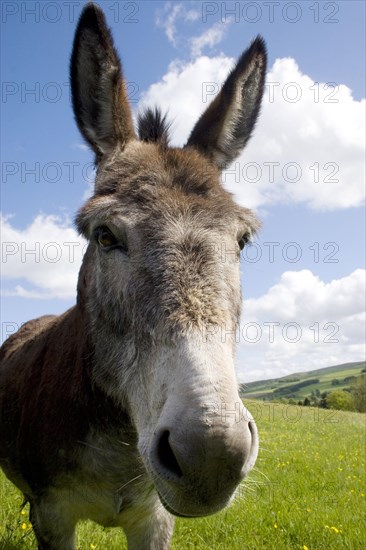 Donkey