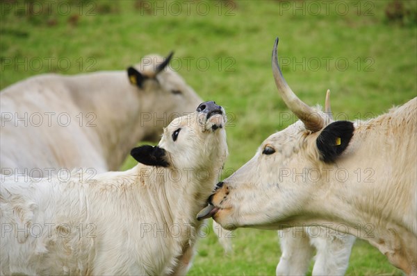 Domestic Cattle