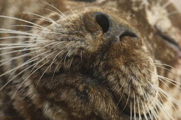 Pacific Common Seal