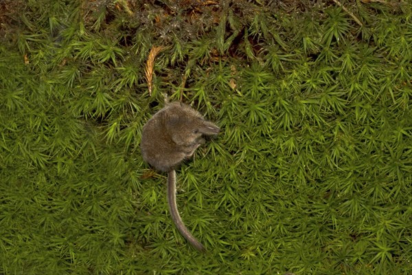 Eurasian pygmy shrew