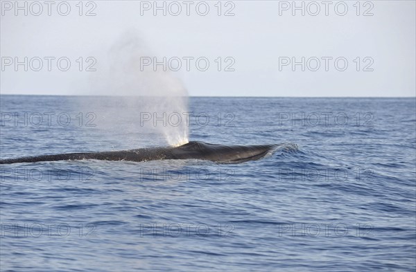 Sei Whale