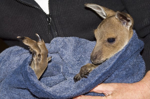 Western Grey Giant Kangaroo