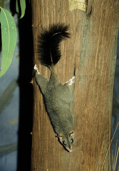 Brush-tailed phascogale