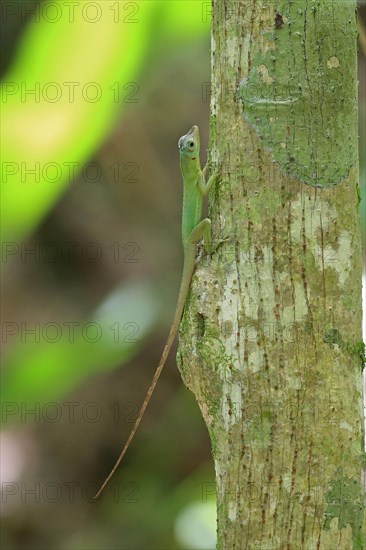 Richard's Anole