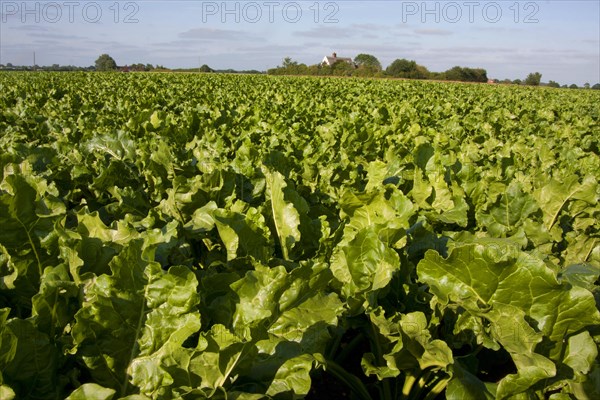 Sugar Beet