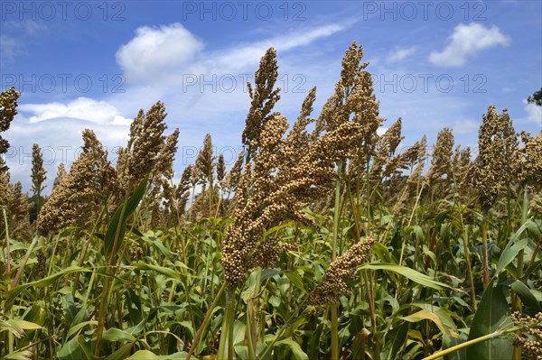 Harvest of sorghum bicolor