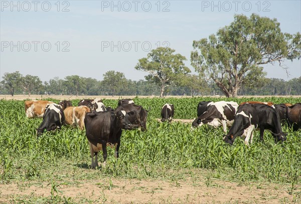 Domestic cattle