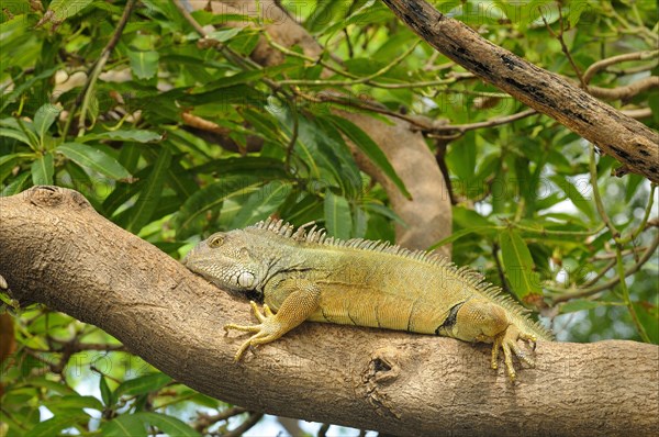 Green iguana