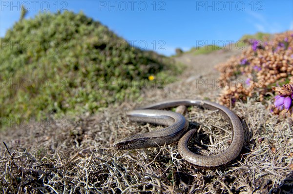 Slow worm