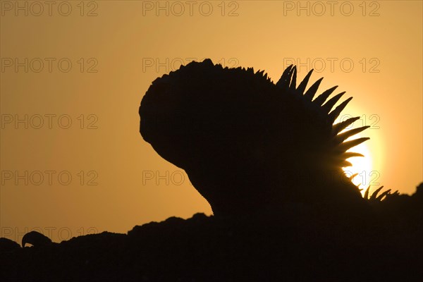 Marine Iguana