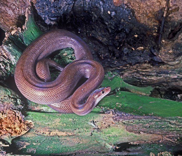 Rainbow Boa