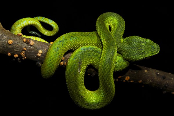 Honduran Palm-pitviper