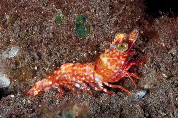 Humpback shrimp