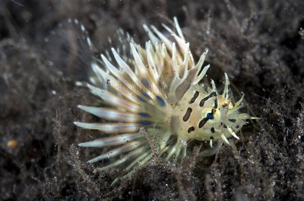 Broadbarred firefish