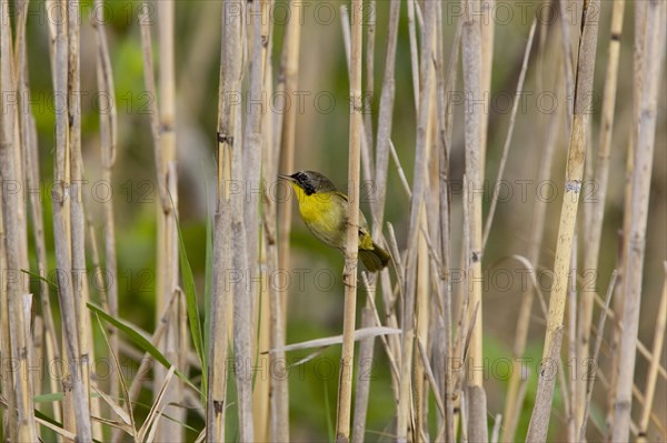 Common Yellowthroat