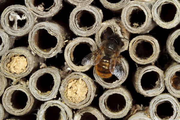 Red Mason Bee