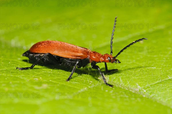 Red-headed Cardinal Beetle