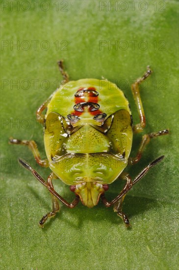 Birch shieldbugs