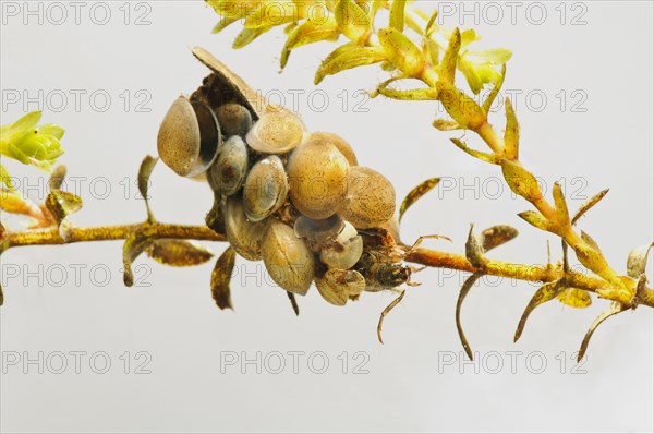 Larva of caddisfly