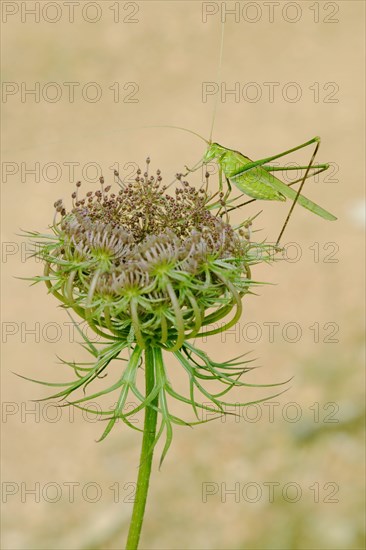 Great Green Bush-cricket