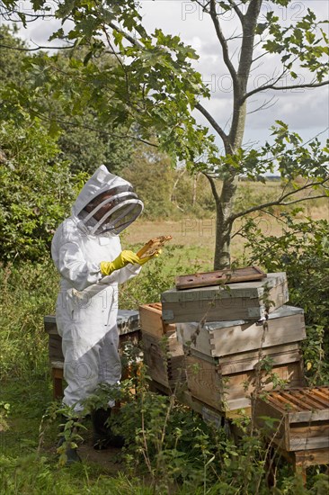 Bee keeping