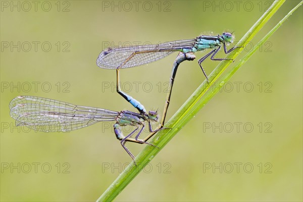 Blue-tailed Damselfly