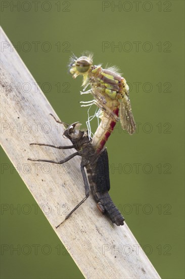 Early damselfly