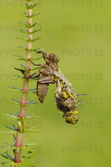 Broad-bodied Chaser adult