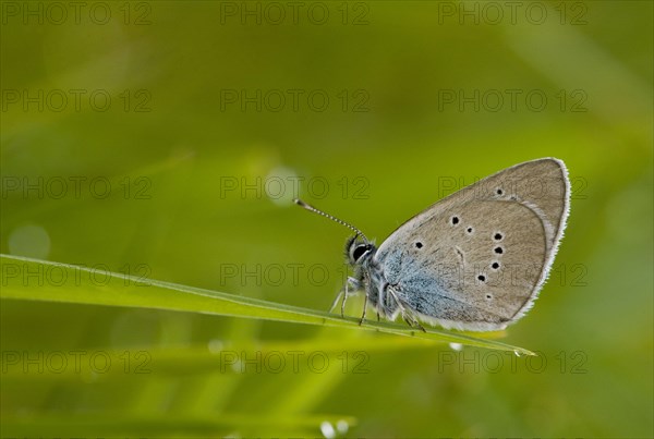 Red Clover Blue