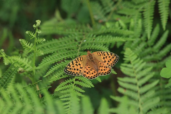 Argynnis aglaia