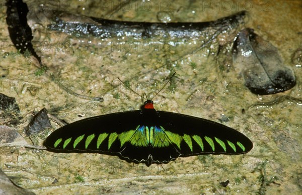 Rajah Brooke's Birdwing