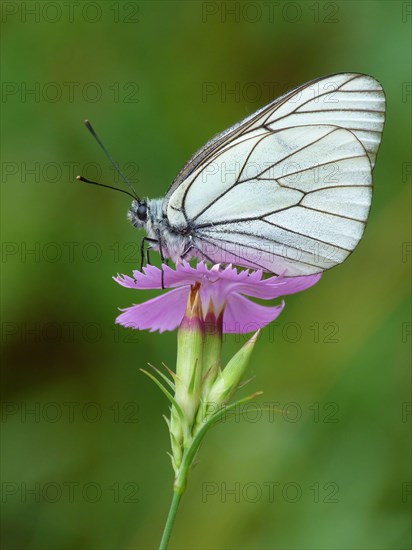 Black-veined White