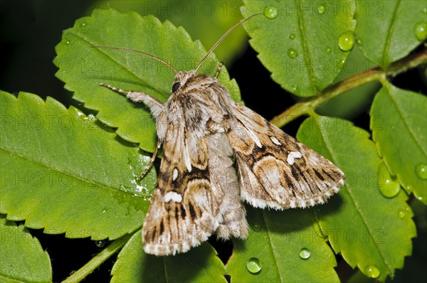 Toadflax moths