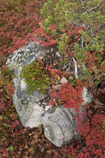 Vaccinium uliginosus