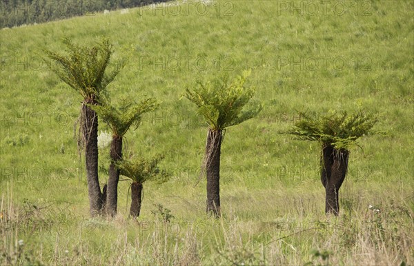 Common Tree Fern