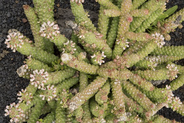 Flowering sausage spurge