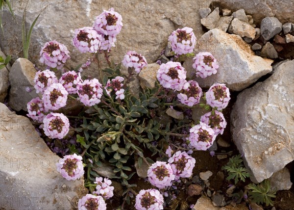 Alpine Stonecrop