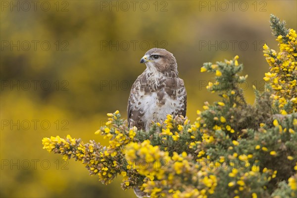 Adult steppe buzzard