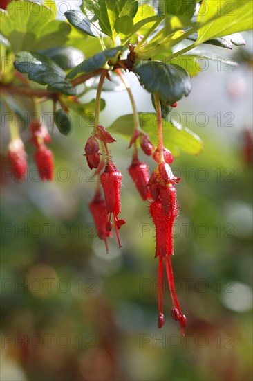 Fuchsia-flowered Gooseberry close-up of in garden