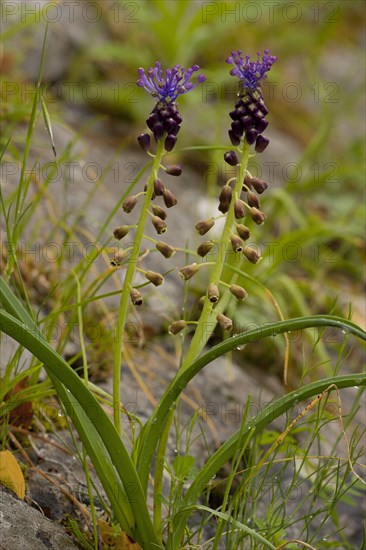 Tassel Hyacinth